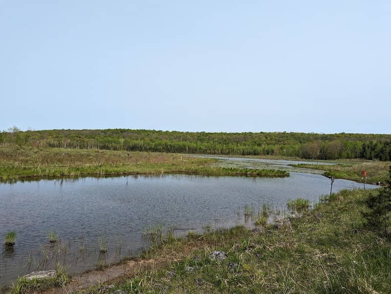 Bognor Marsh Management Area - Image 2