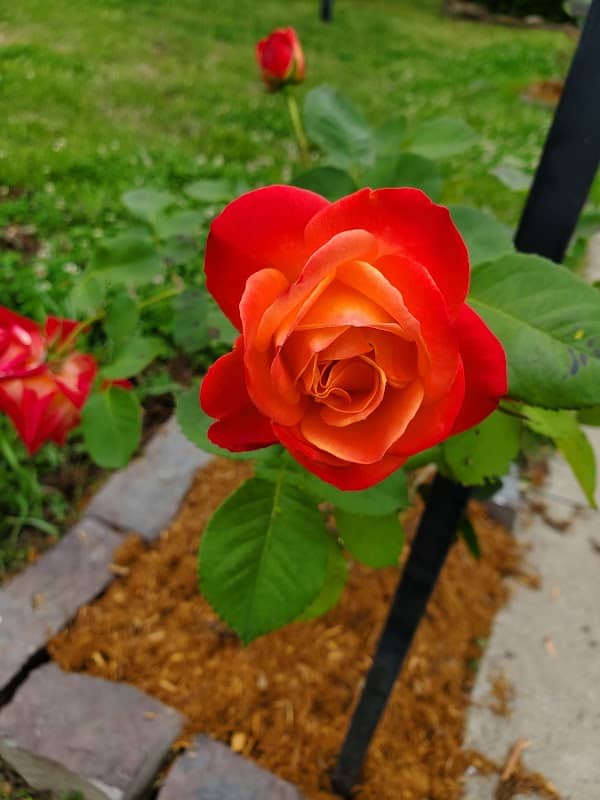 Anniversary Rose Garden - Image 1