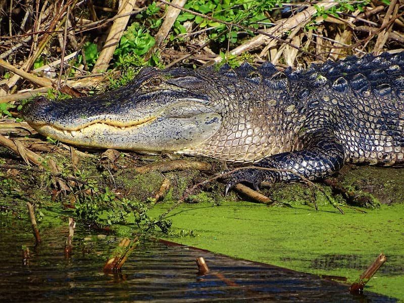 Lake Apopka Wildlife Drive - Image 3