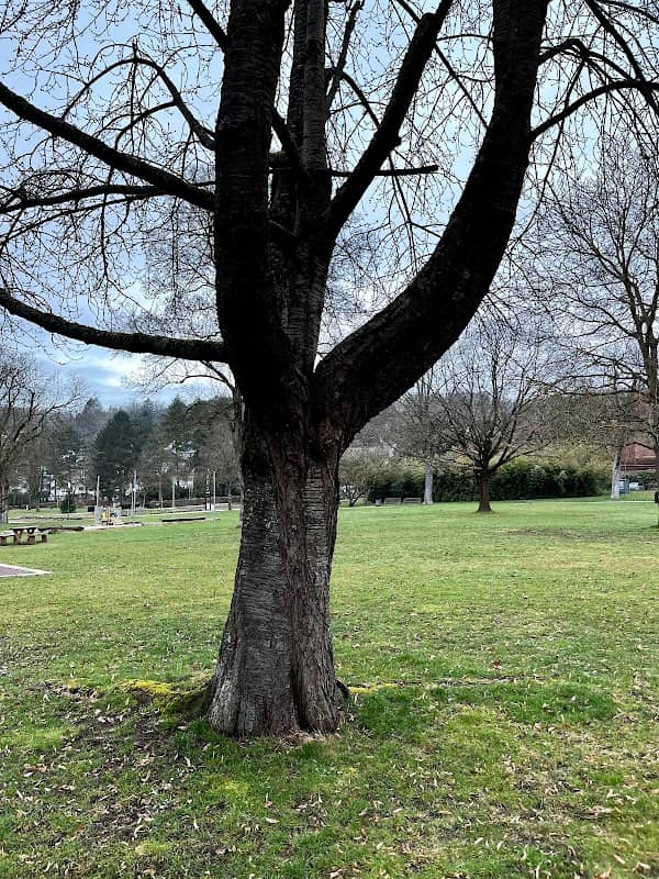Mann im Baum - Image 1