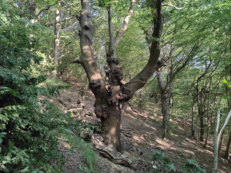 Quercia Secolare U Seru (Cerro) - Image 1