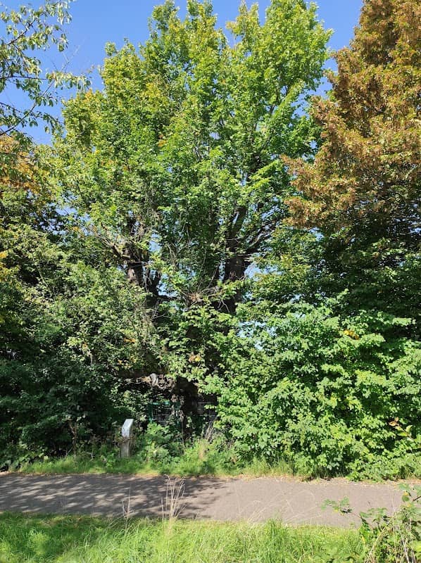 Die Flatterulme - Image 1
