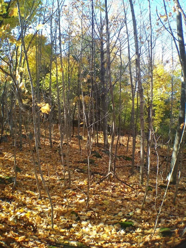 Mason Nature Area - Image 1