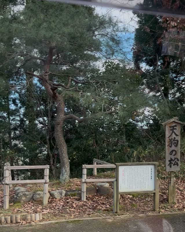 天狗の松 - Image 1