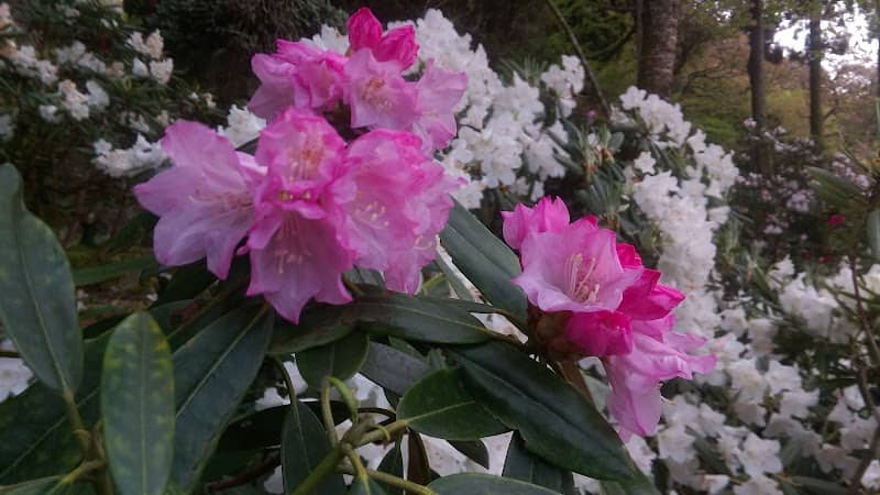 Tosenjo Park - Image 1