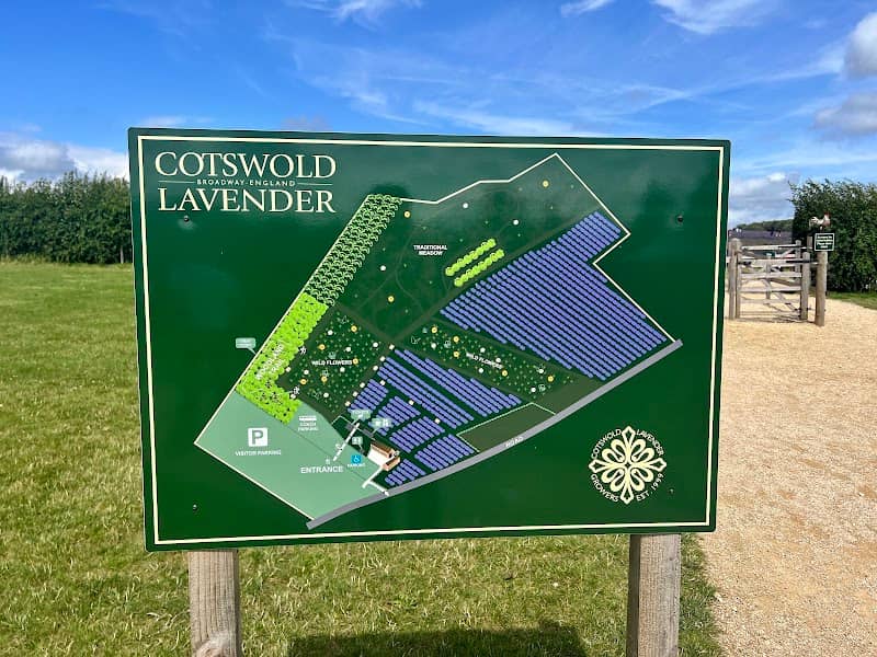Cotswold Lavender - Image 2