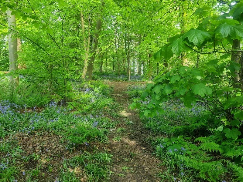 Kildrum Wood - Image 1