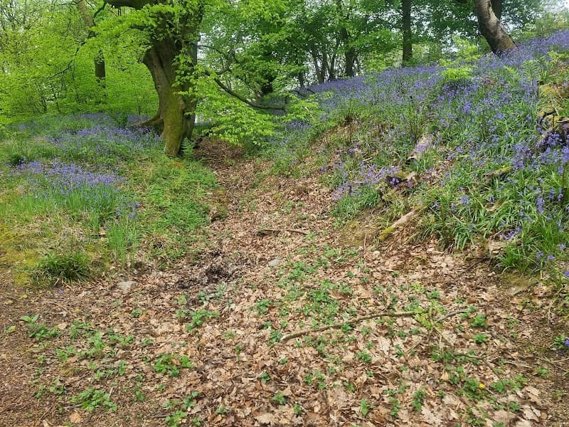 Kildrum Wood - Image 2