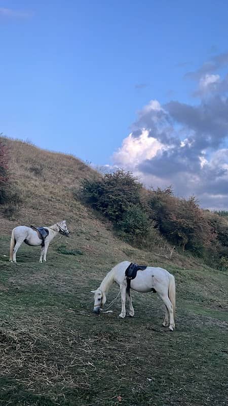 Dream Horse Ride - Image 2