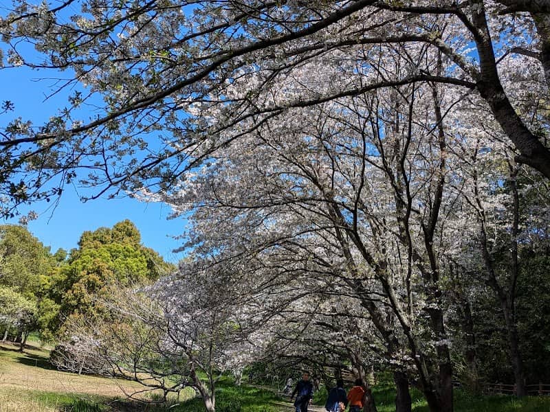 Nagatsu River Friendship Park - Image 1