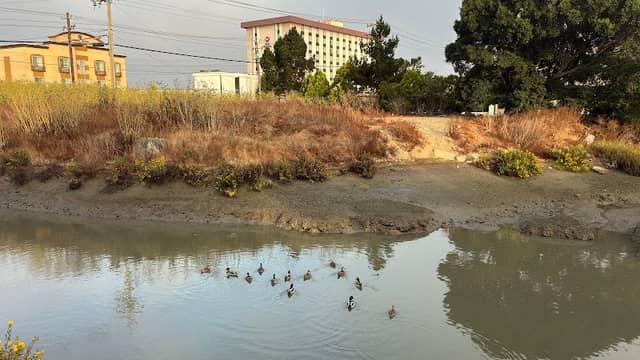 San Bruno Slough - Image 1