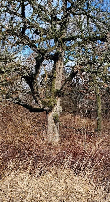 Raven Glen West Forest Preserve - Image 2