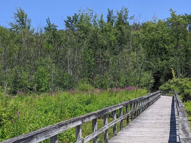 Huckleberry Swamp - Image 2