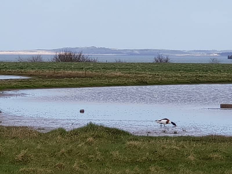 Musselburgh Lagoons - Image 1