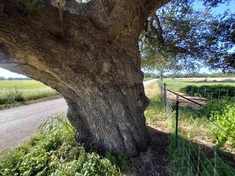 Wedding Oak/ Matrimonial Oak - Image 1