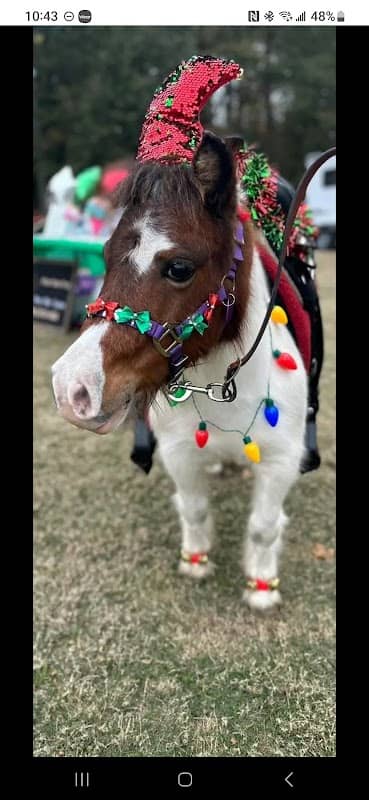 Pitter Patter Pony mobile pony ride service - Image 1