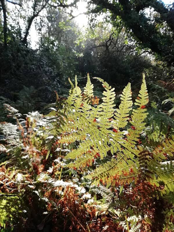 Lower Moors - Image 3