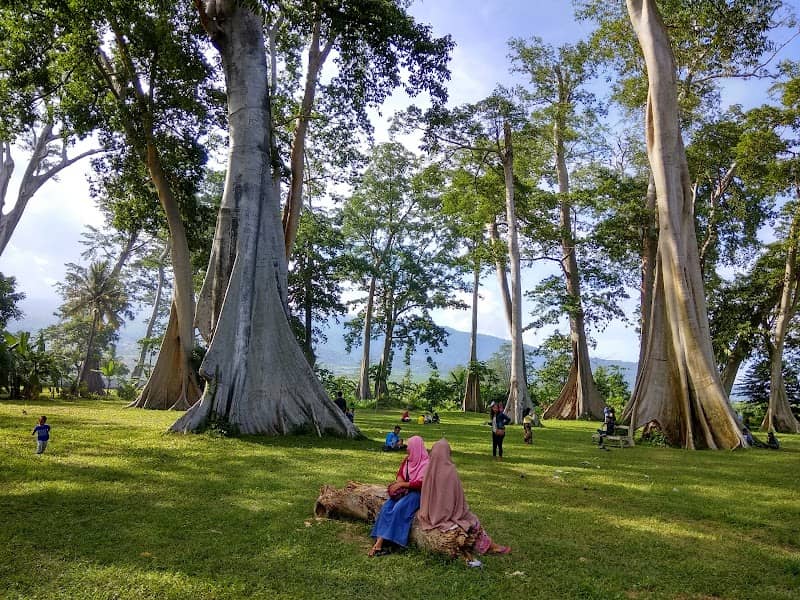 Big Tree Sambelia - Image 1