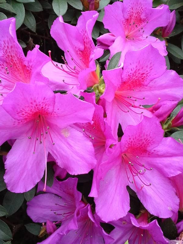 Azalea Trail - Lafayette LA USA - Image 1