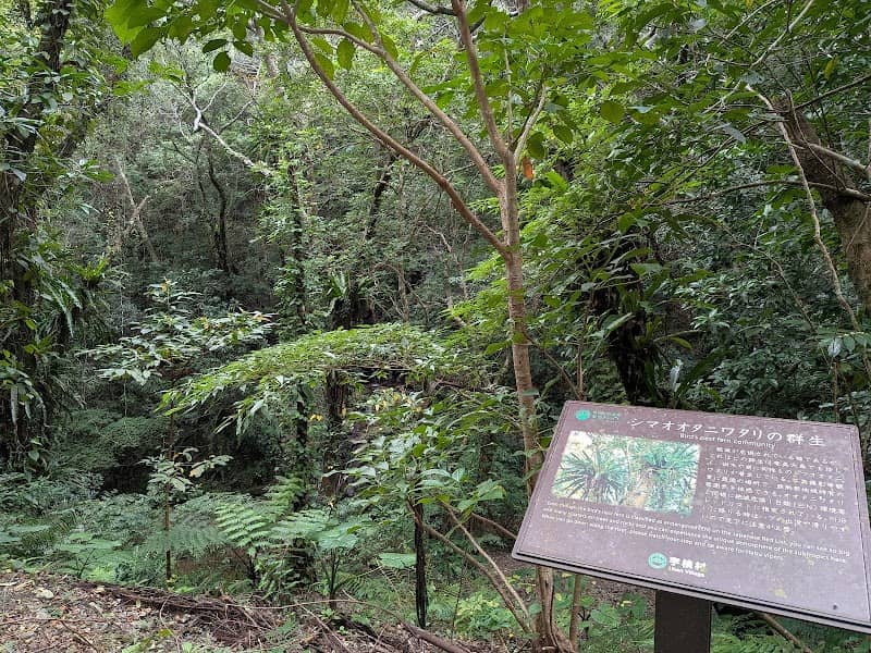 シマオオタニワタリ群生地 - Image 1