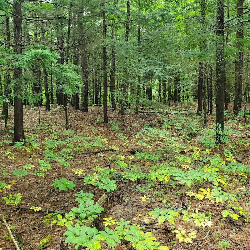 Androscoggin Woods - Image 3