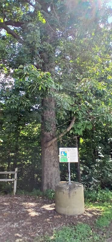 Ohio's Largest Buckeye Tree - Image 1