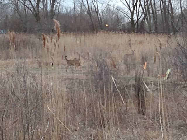 Calumet City Prairie and Marsh Nature Preserve - Image 2