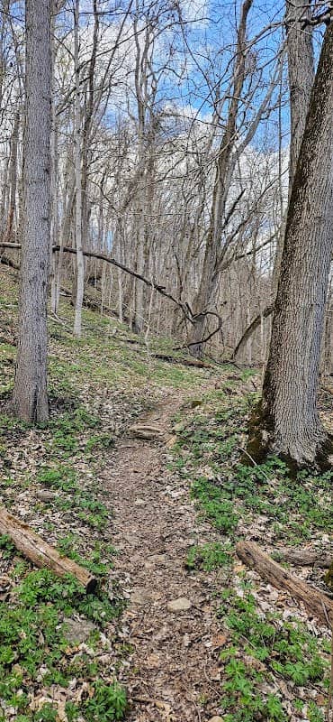 Ohio River Bluffs Preserve - Image 1