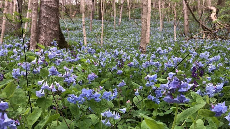 Ohio River Bluffs Preserve - Image 2