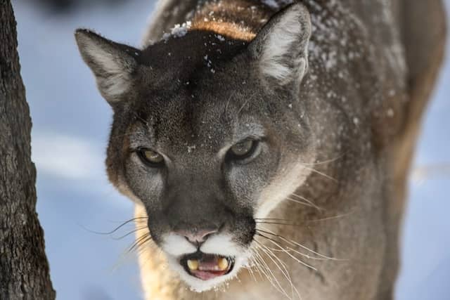 Heritage Park Zoological Sanctuary - Image 2