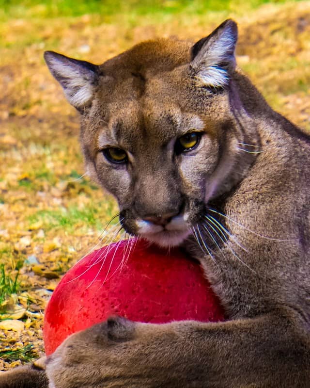 Heritage Park Zoological Sanctuary - Image 1