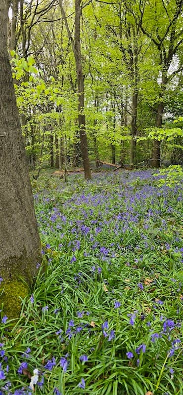Dene Park - Image 1