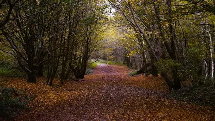 Dene Park - Image 2