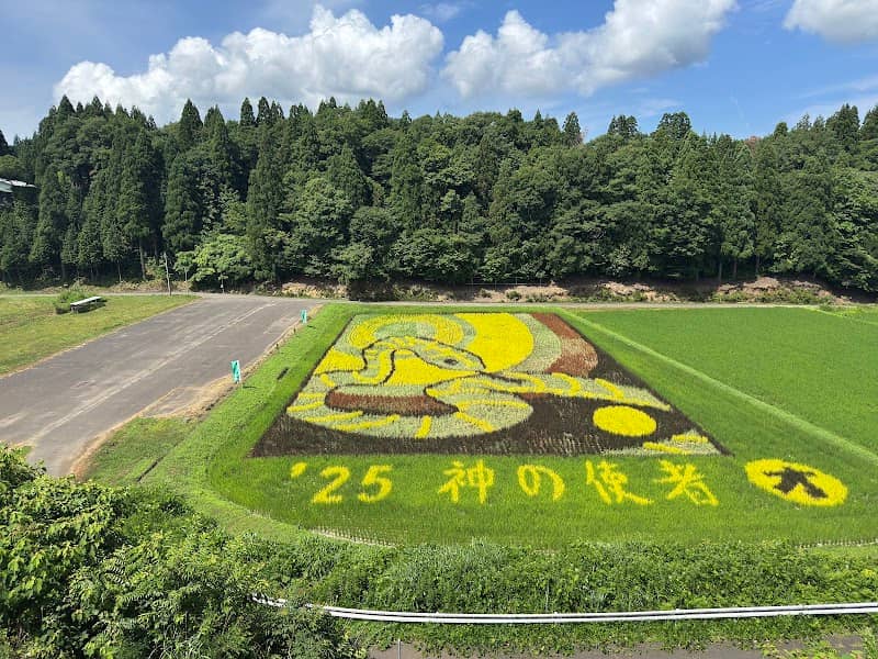 田んぼアート樫津 - Image 1