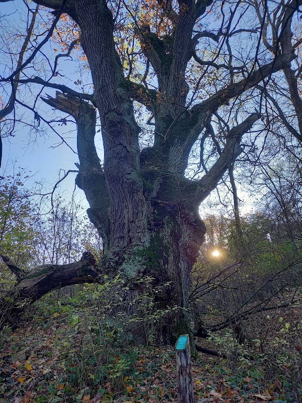 Pomnikowy "Dąb Piastowski" - Image 1