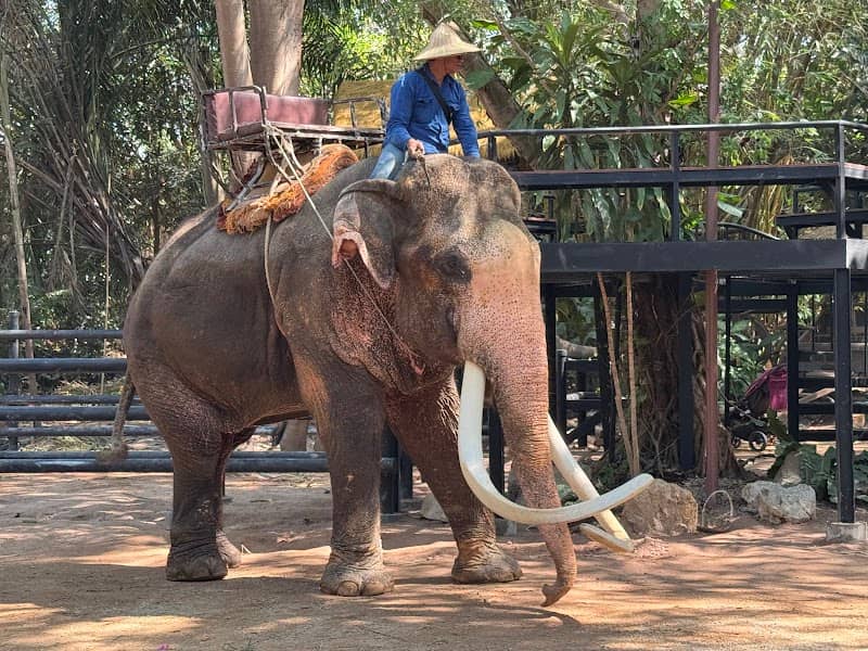 Pattaya Elephant Village - Image 1
