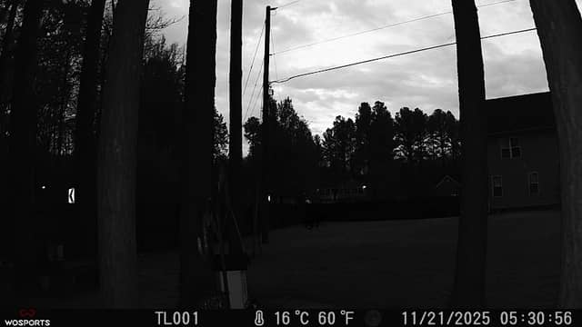 The tree walkers - Image 1