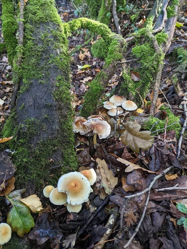 Ten Shilling Wood - Image 2