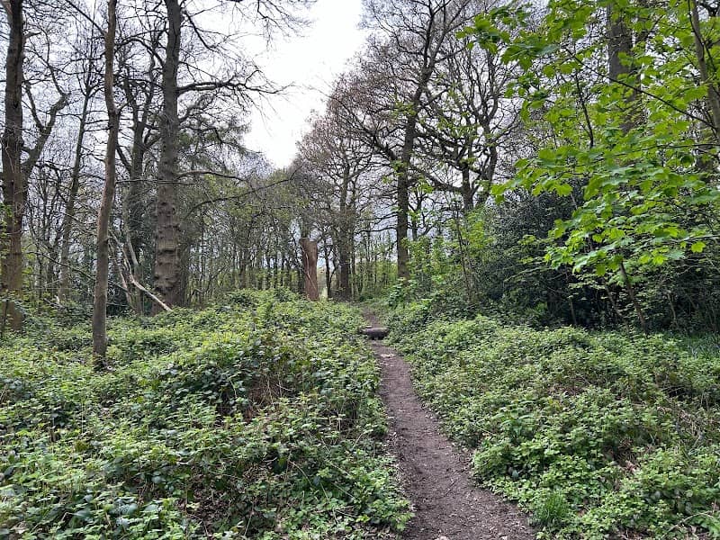Ten Shilling Wood - Image 1