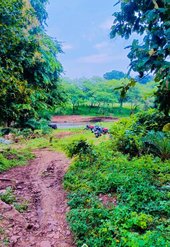 Lion picnic spot - Image 1