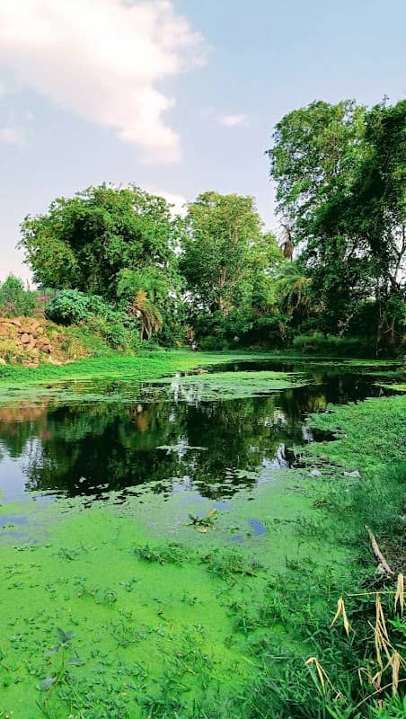 Lion picnic spot - Image 2