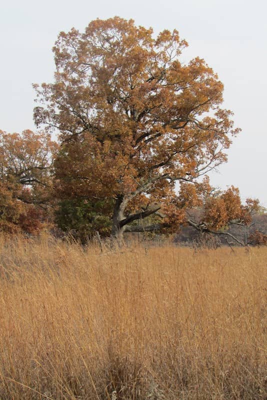 Prairie Border Nature Preserve - Image 3