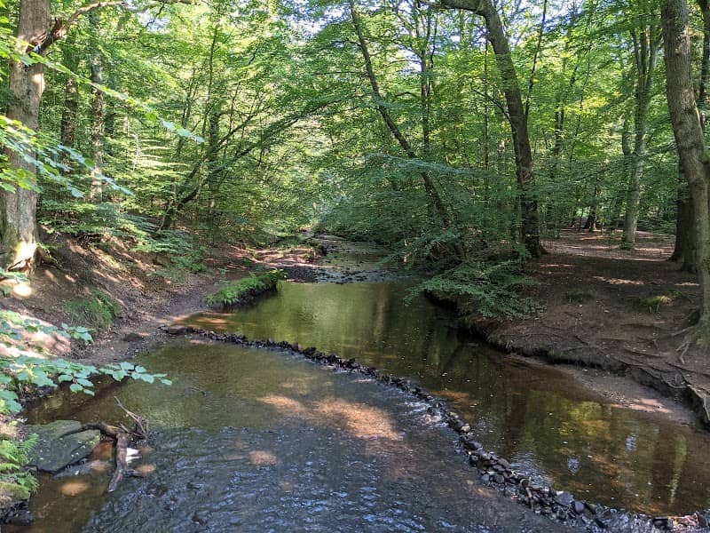 Duxbury Woods - Image 2