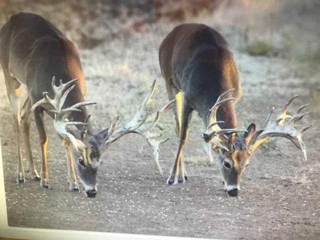 Diamond P Ranch - Image 2