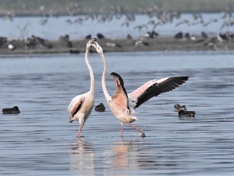 Thol Bird Sanctuary - Image 1