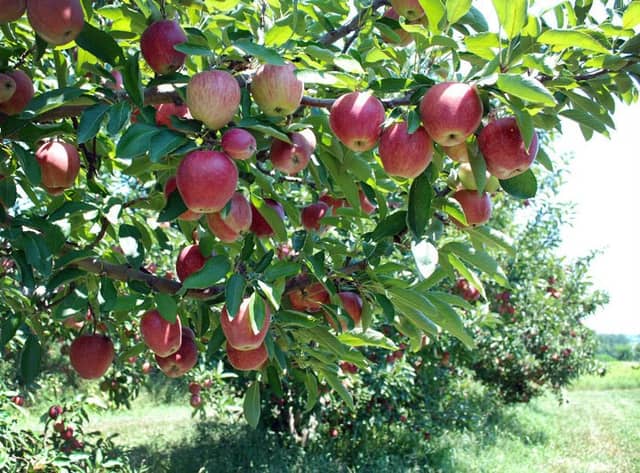 Dougherty Orchards & Winery - Image 1