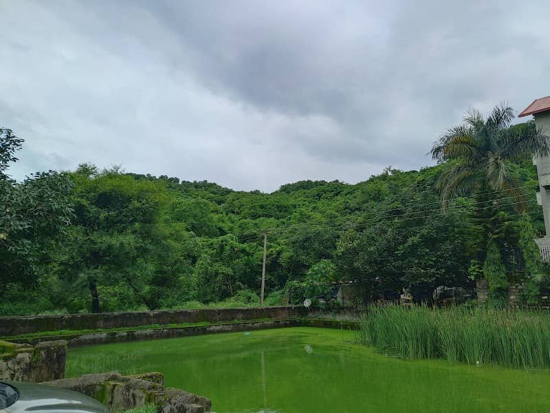 Fish Pond - Image 1