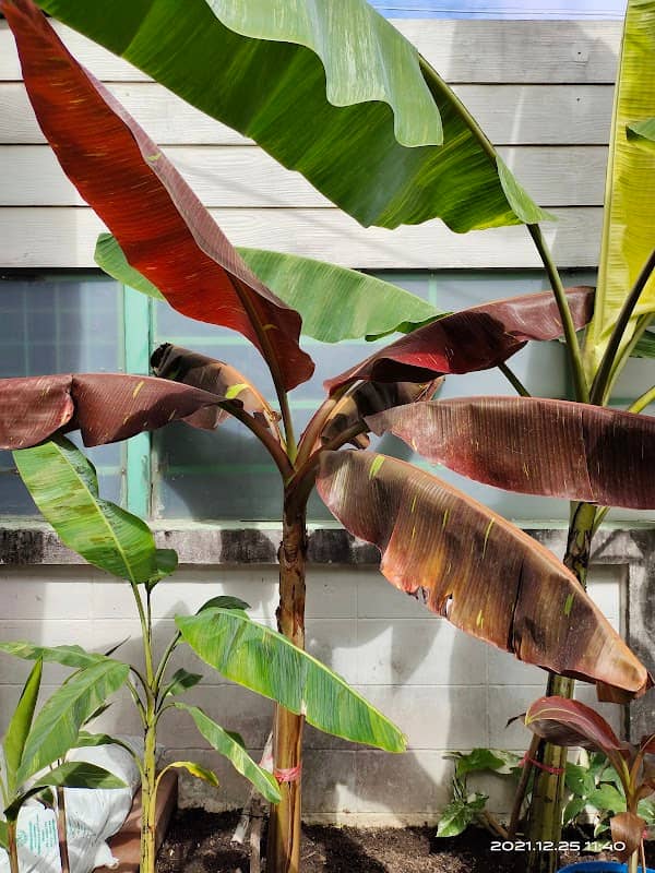 บ้านสวนดั่งทอง - Image 1