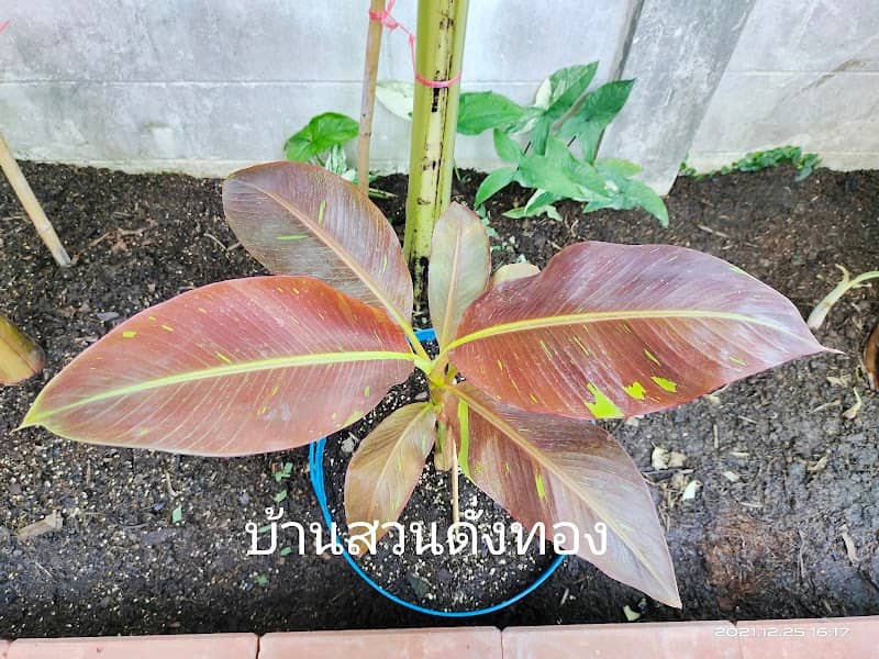 บ้านสวนดั่งทอง - Image 2