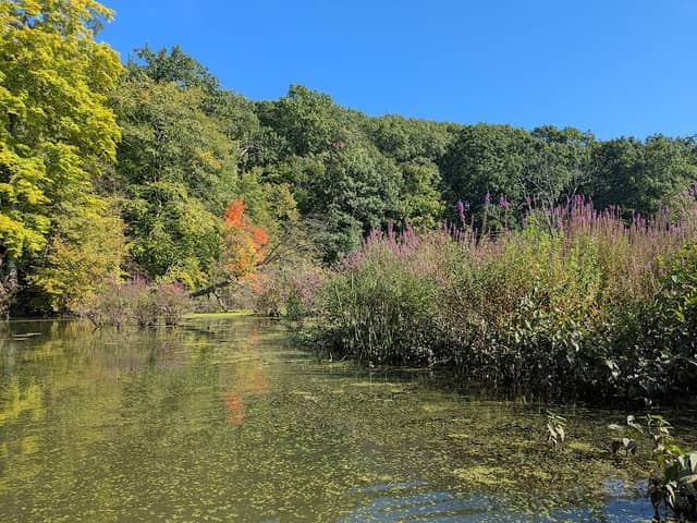 Langeluttig Marsh Wetland Conservation Area - Image 2